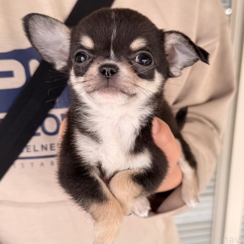 販売中の大阪府のチワワ(ロングコート)-452085の2枚目