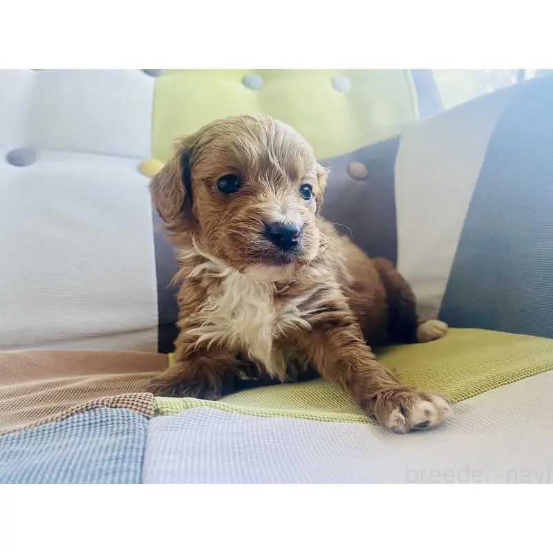 販売中の静岡県のキャバプー:キャバリア×トイプードル-452086の4枚目