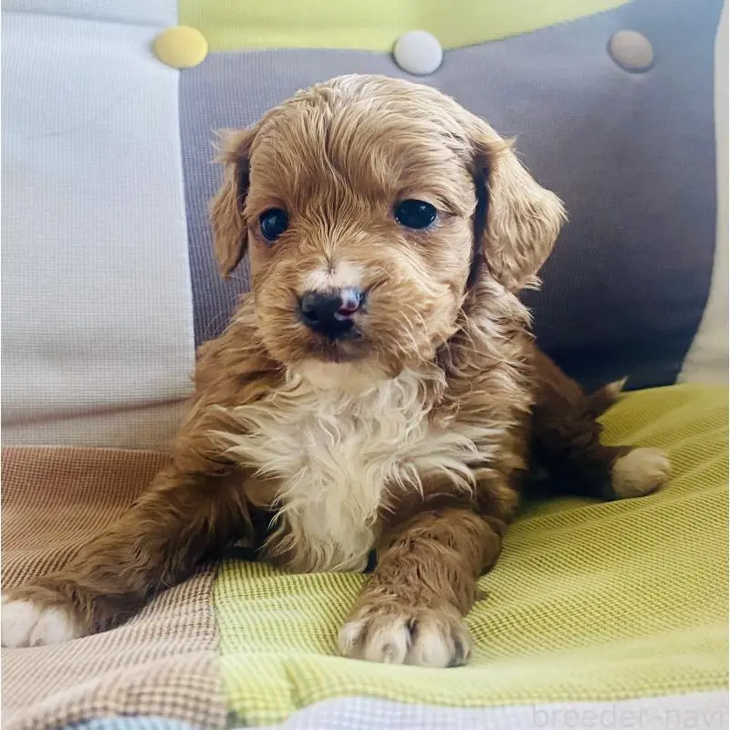 販売中の静岡県のキャバプー:キャバリア×トイプードル-452086の3枚目