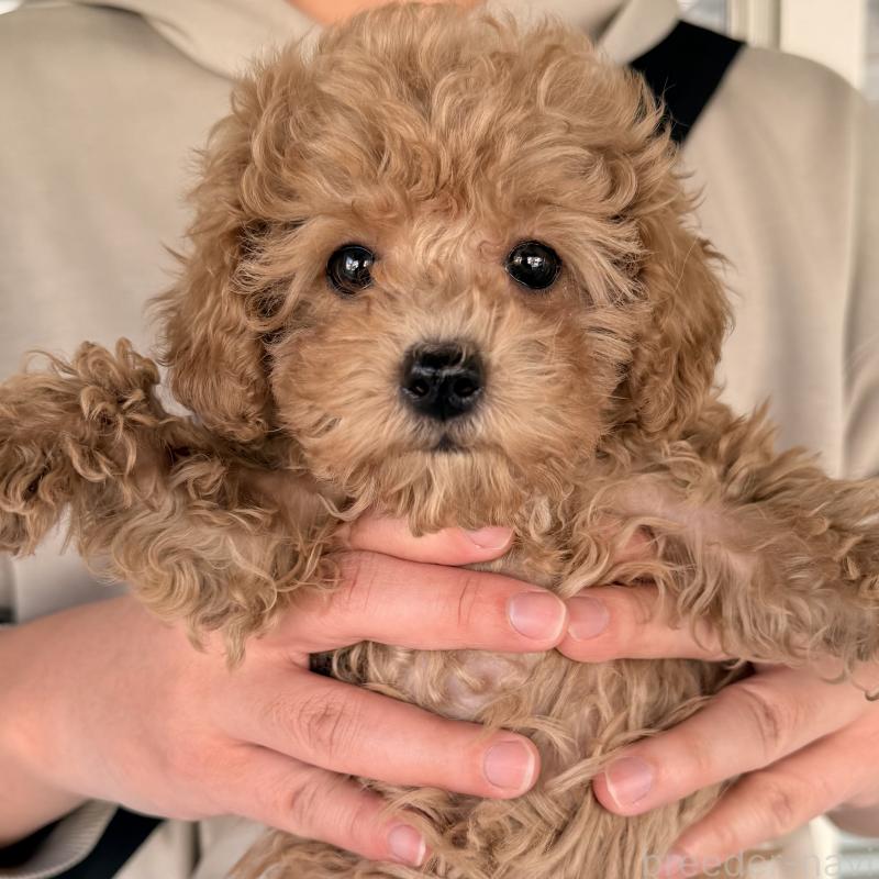 販売中の大阪府のトイプードル-452087の8枚目