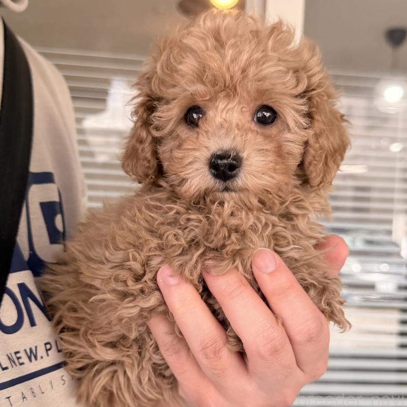 販売中の大阪府のトイプードル-452087の7枚目