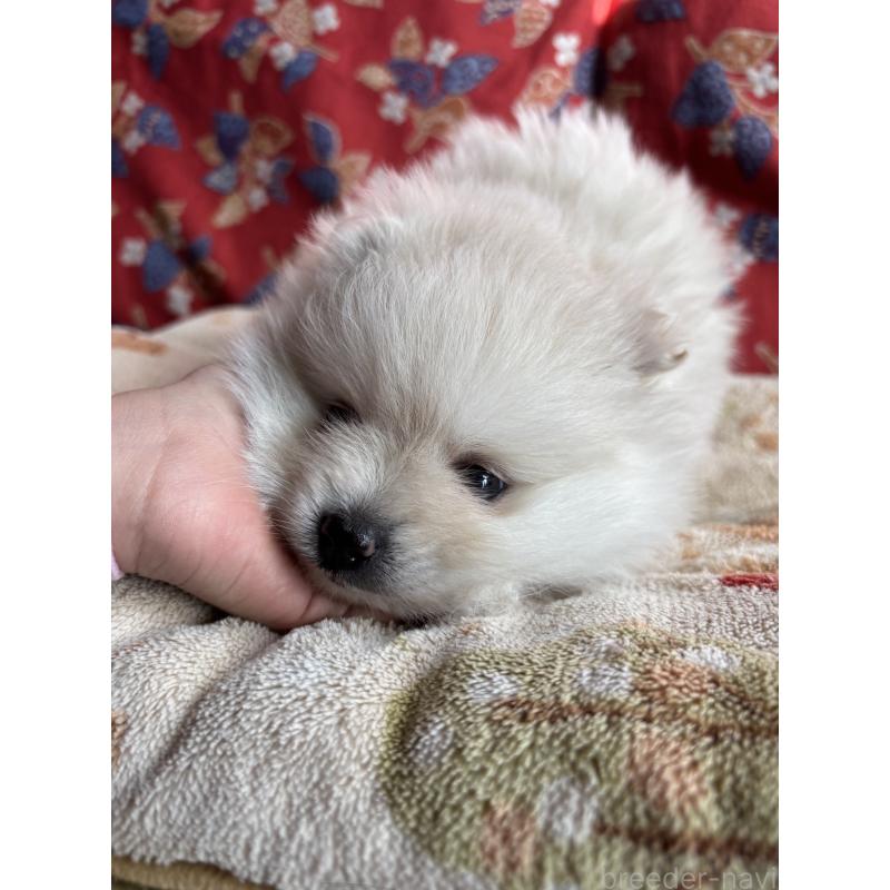 販売中の茨城県のポメラニアン-445565の5枚目