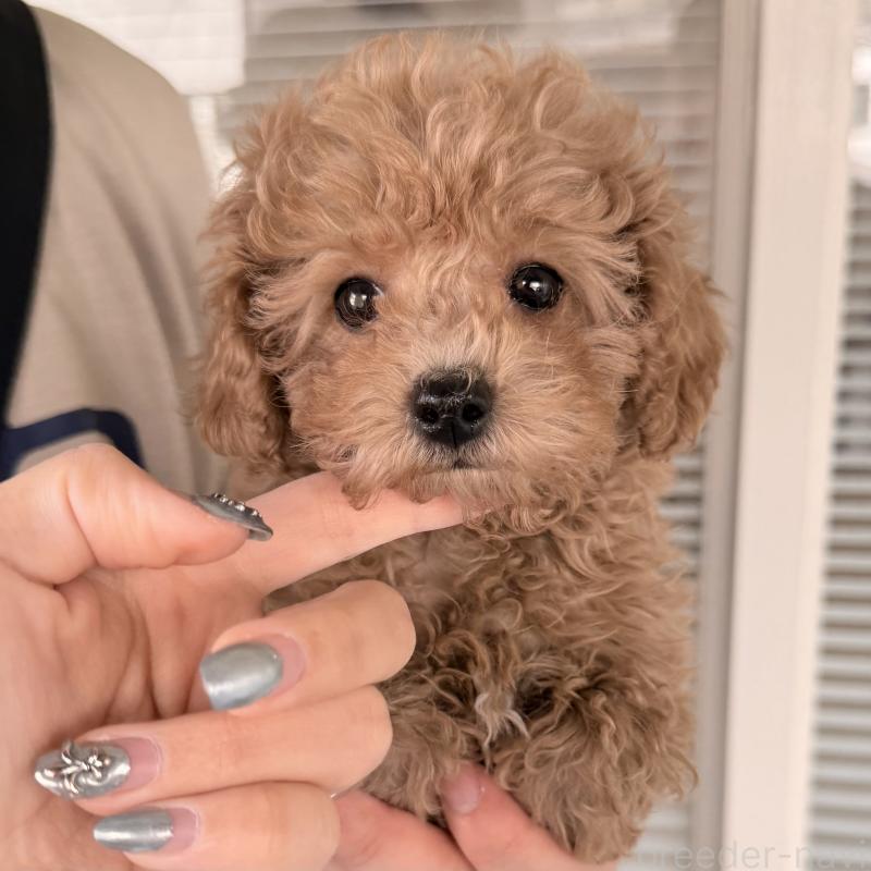 販売中の大阪府のトイプードル-452087の5枚目