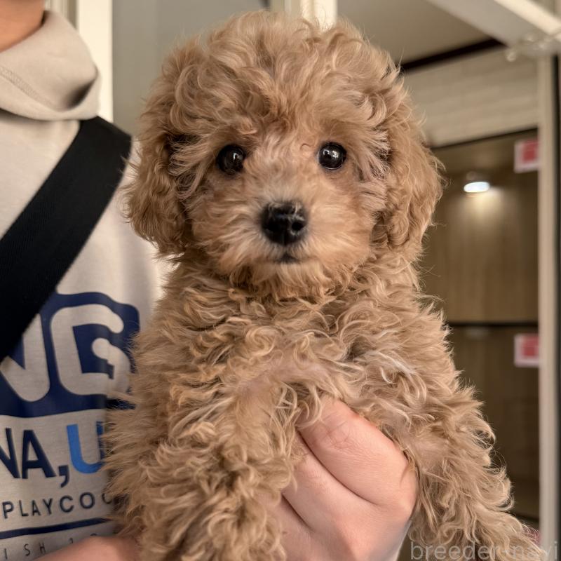 販売中の大阪府のトイプードル-452087の4枚目