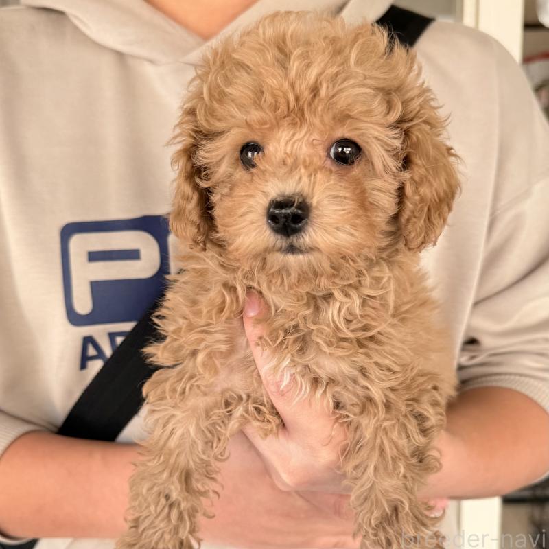 販売中の大阪府のトイプードル-452087の3枚目