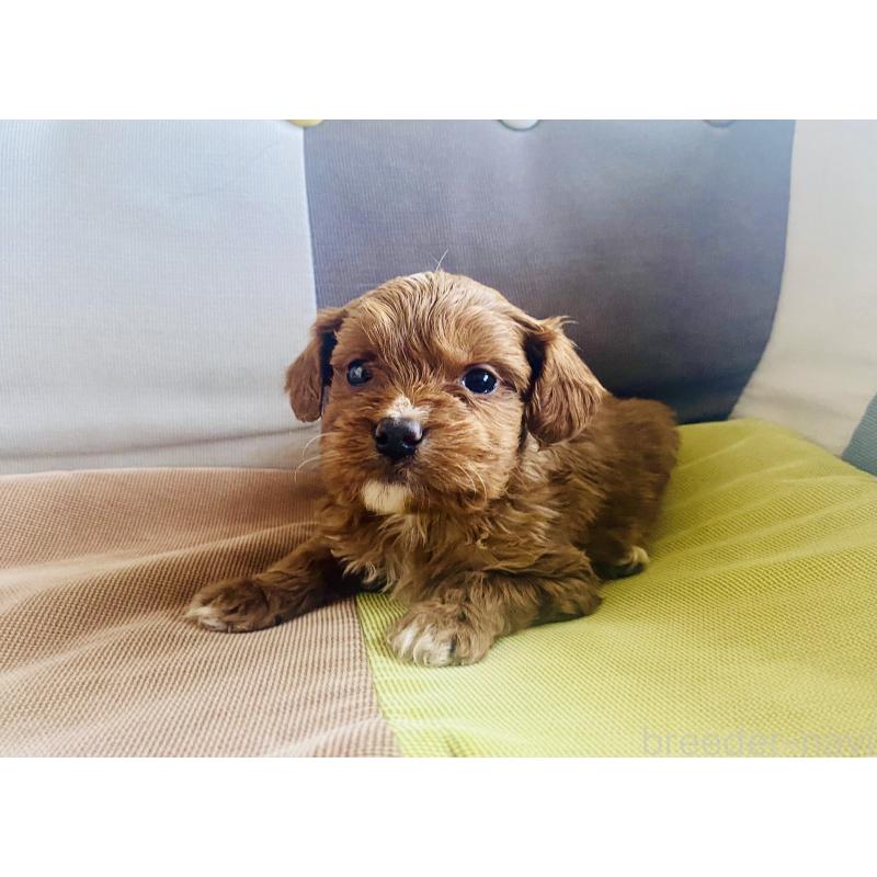 販売中の静岡県のキャバプー:キャバリア×トイプードル-452088の4枚目