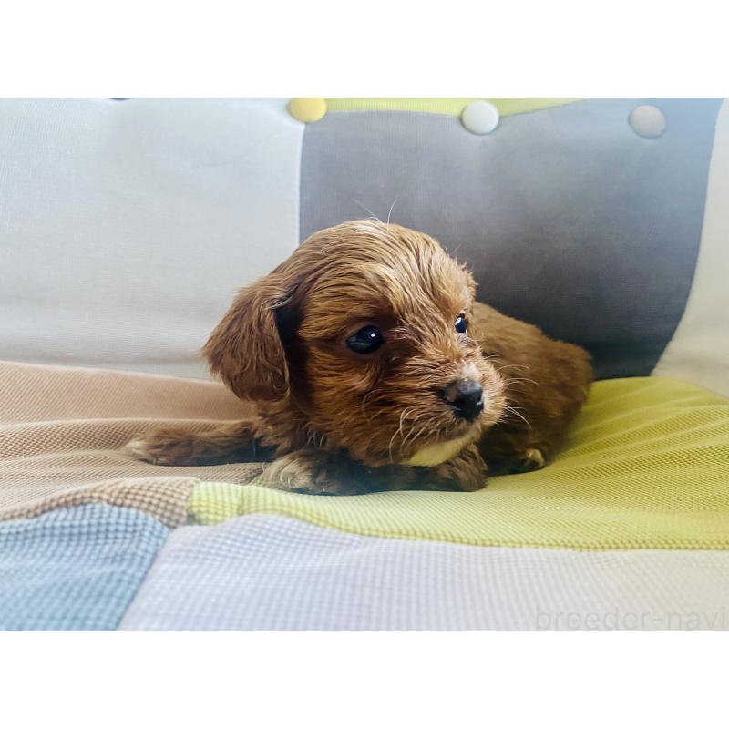 販売中の静岡県のキャバプー:キャバリア×トイプードル-452088の2枚目