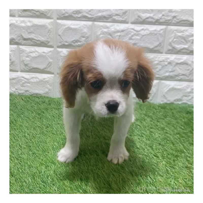 販売中の愛知県のキャバリアキングチャールズスパニエル-441379
