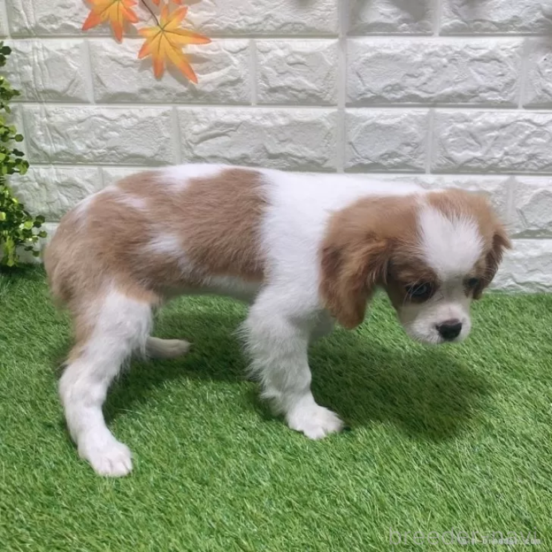 販売中の愛知県のキャバリアキングチャールズスパニエル-441379の4枚目