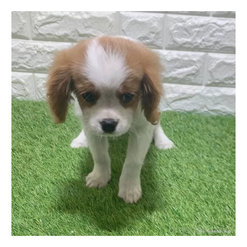 販売中の愛知県のキャバリアキングチャールズスパニエル-441379の3枚目