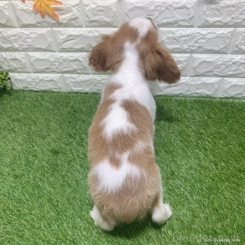 販売中の愛知県のキャバリアキングチャールズスパニエル-441379の2枚目