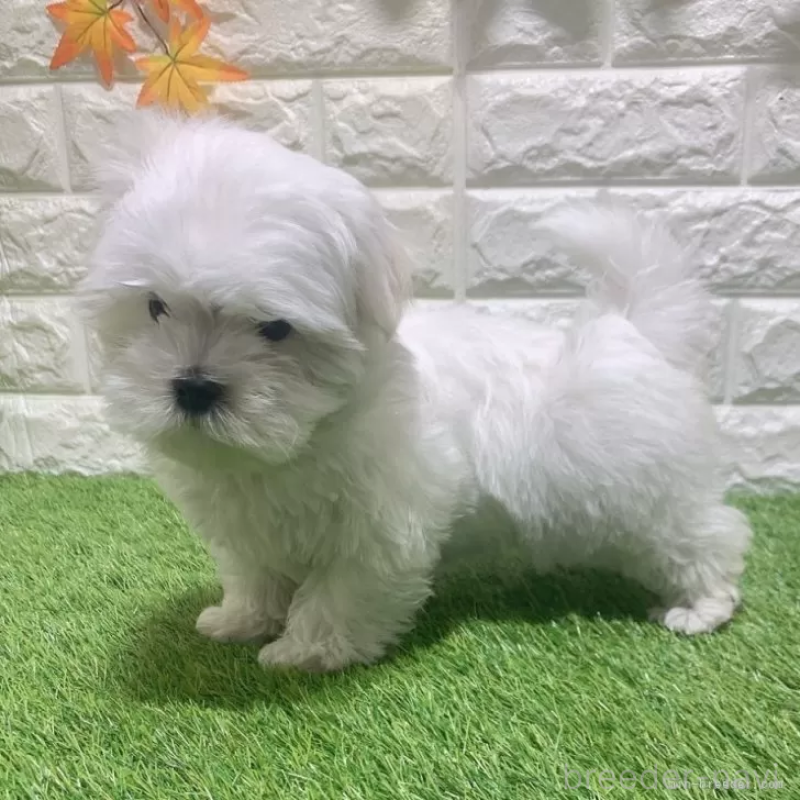 成約済の愛知県のマルチーズ-445362の5枚目