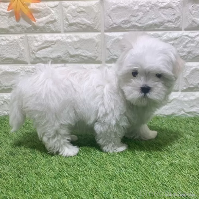 成約済の愛知県のマルチーズ-445362の4枚目