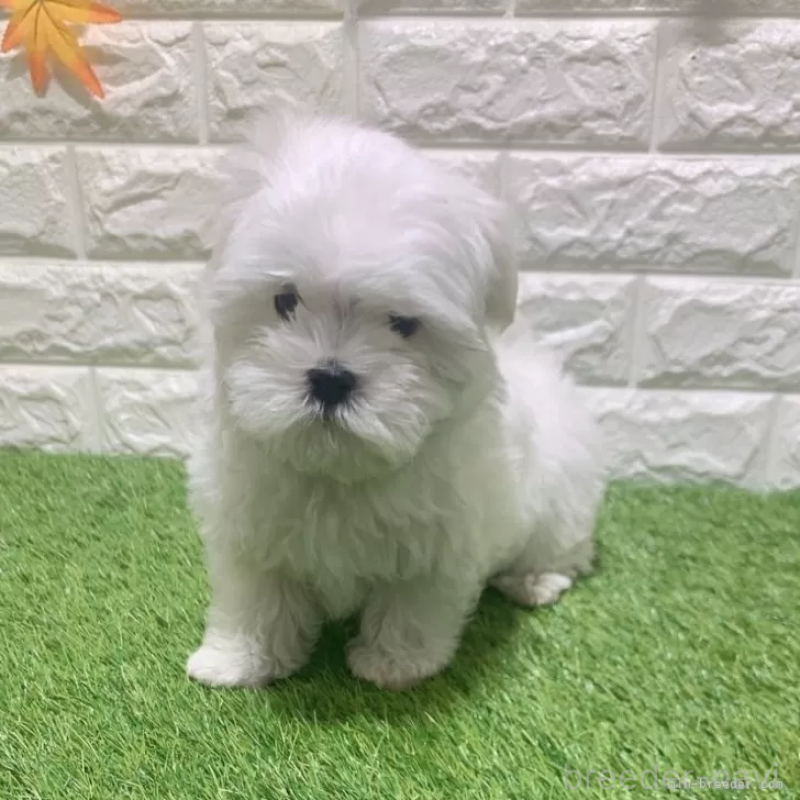 成約済の愛知県のマルチーズ-445362の3枚目