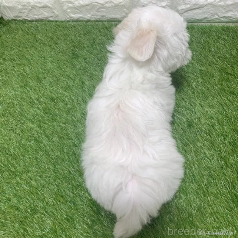 成約済の愛知県のマルチーズ-445362の2枚目