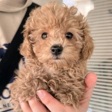 オンライン見学