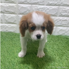 ♀︎キャバリアキングチャールズスパニエル