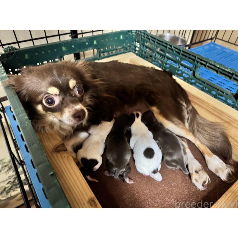 販売中の茨城県のチワワ(ロングコート)-452089