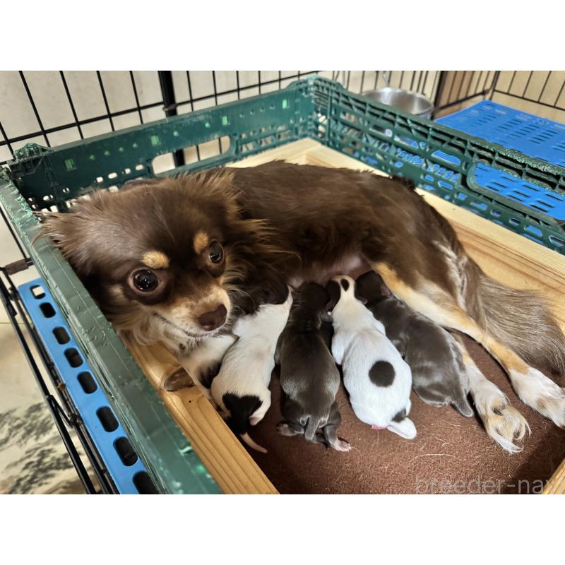 販売中の茨城県のチワワ(ロングコート)-452089の2枚目