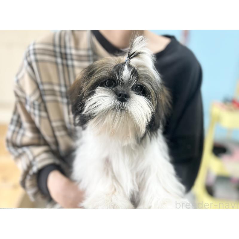 販売中の兵庫県のシーズー-426680の4枚目