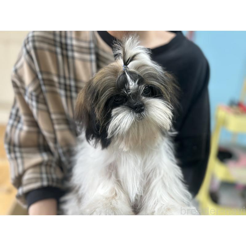 販売中の兵庫県のシーズー-426680の3枚目