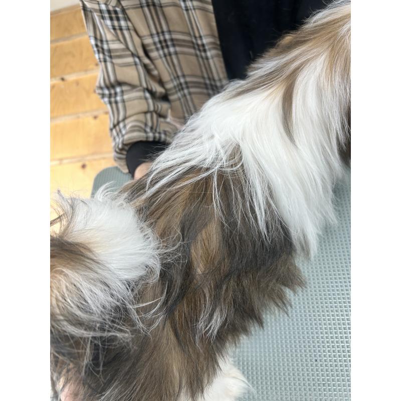 販売中の兵庫県のシーズー-426680の2枚目