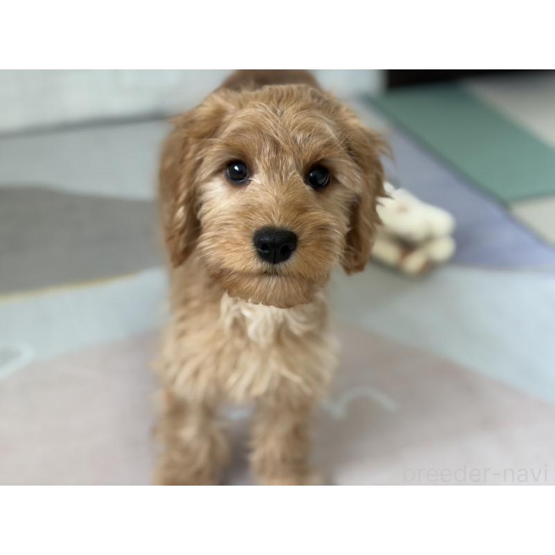 販売中の福岡県のキャバプー:キャバリア×トイプードル-431065の11枚目