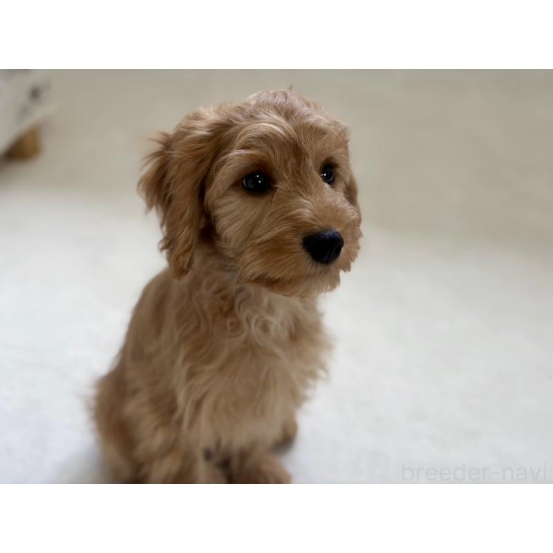 販売中の福岡県のキャバプー:キャバリア×トイプードル-431065の10枚目