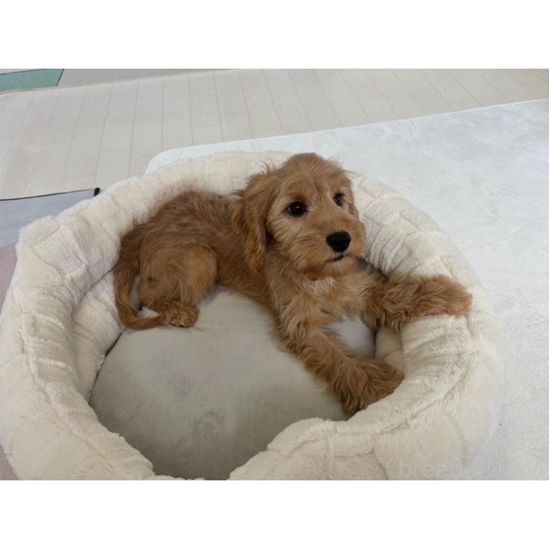 販売中の福岡県のキャバプー:キャバリア×トイプードル-431065の9枚目