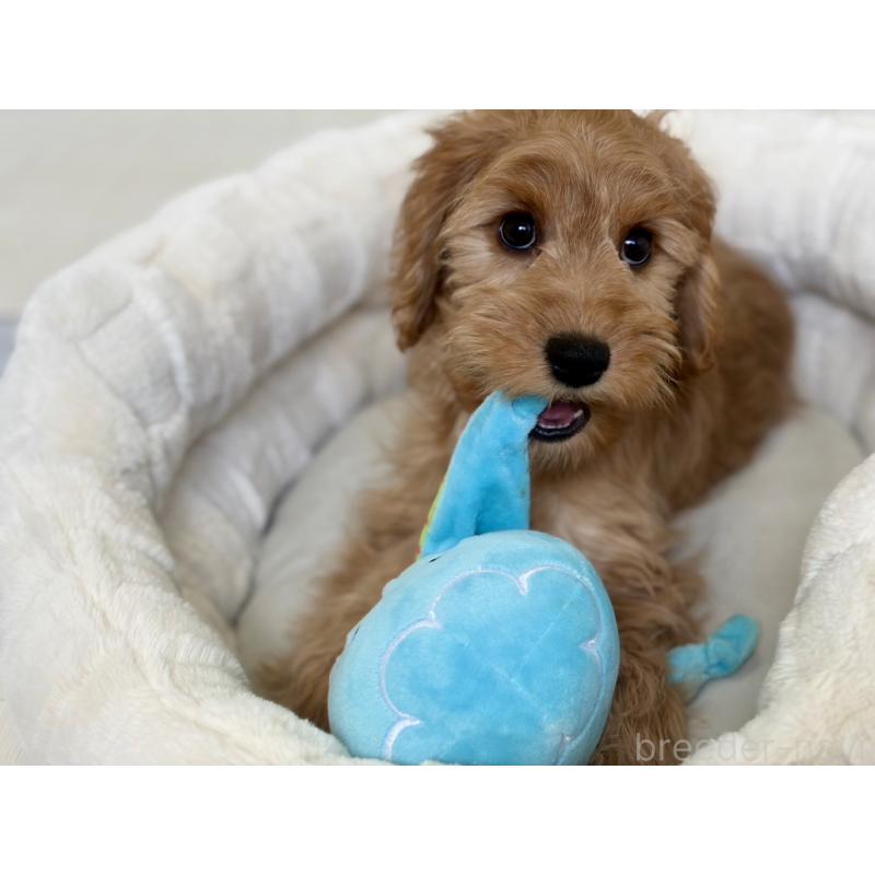 販売中の福岡県のキャバプー:キャバリア×トイプードル-431065の8枚目