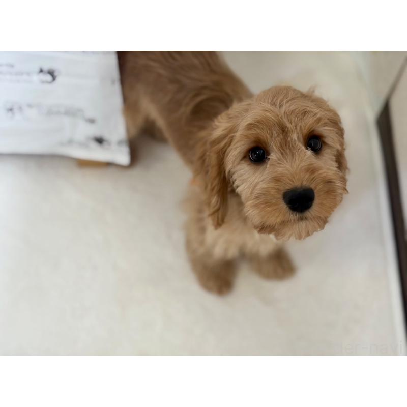 販売中の福岡県のキャバプー:キャバリア×トイプードル-431065の7枚目