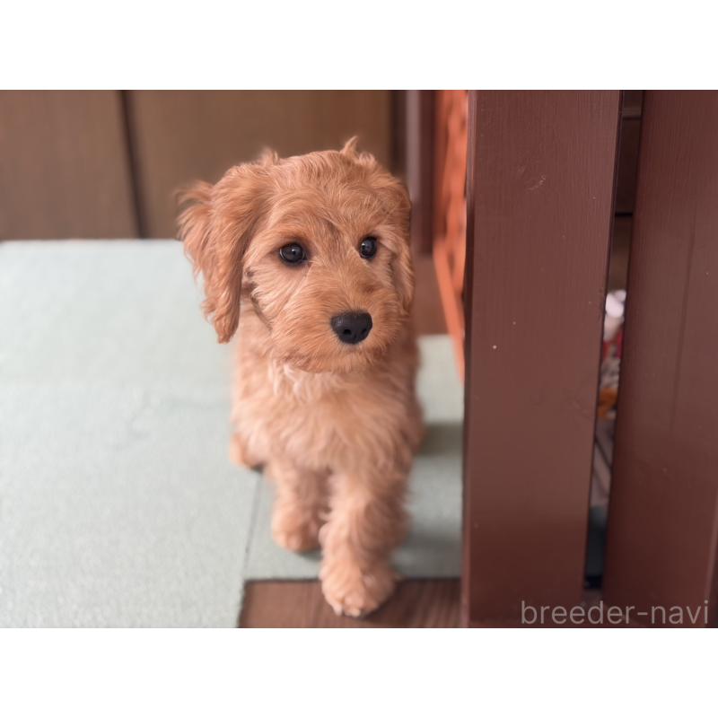 販売中の福岡県のキャバプー:キャバリア×トイプードル-431065の5枚目