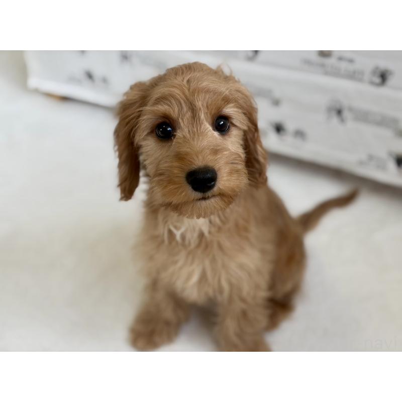 販売中の福岡県のキャバプー:キャバリア×トイプードル-431065の4枚目