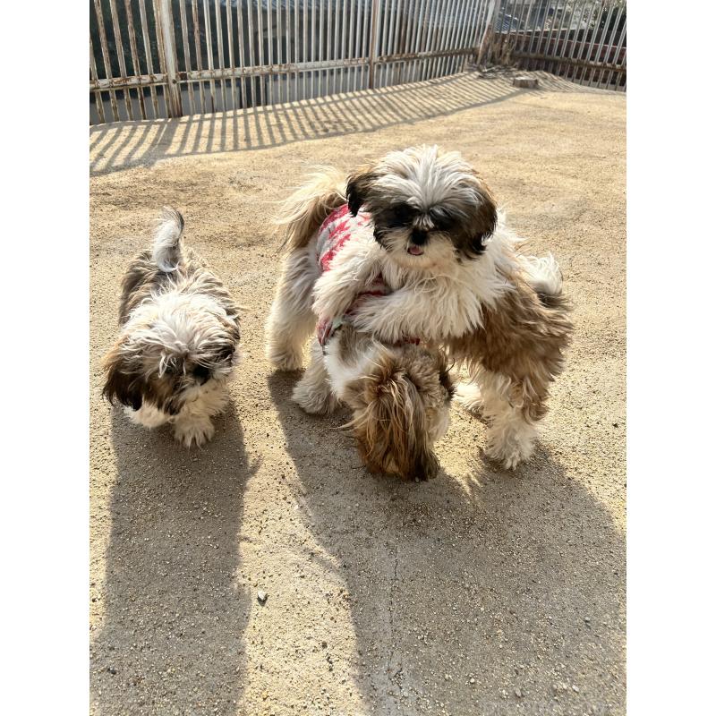 販売中の兵庫県のシーズー-426682の4枚目