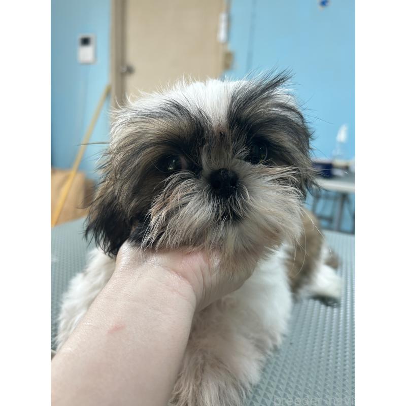 販売中の兵庫県のシーズー-426682の3枚目