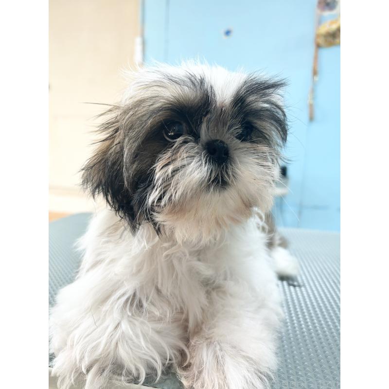 販売中の兵庫県のシーズー-426682の2枚目