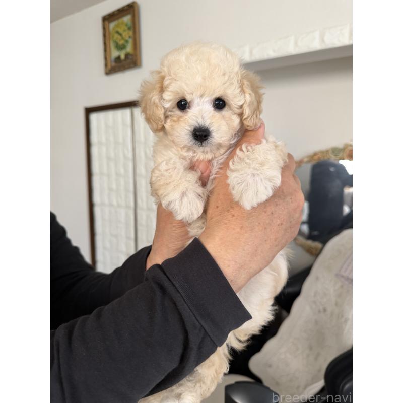 販売中の埼玉県のタイニープードル-447910