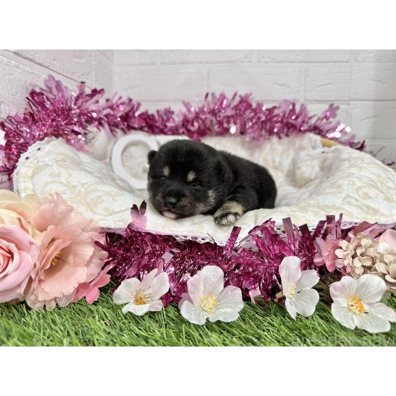 販売中の愛知県の豆柴-452091の4枚目