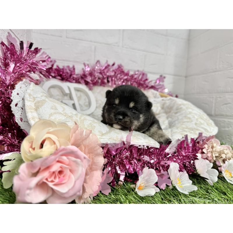 販売中の愛知県の豆柴-452091の3枚目