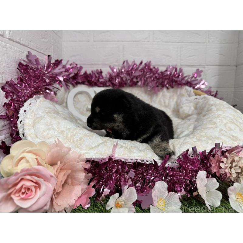 販売中の愛知県の豆柴-452091の2枚目