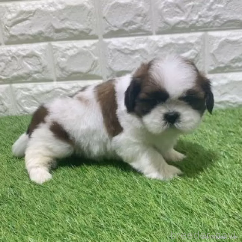 販売中の愛知県のシーズー-452090の5枚目