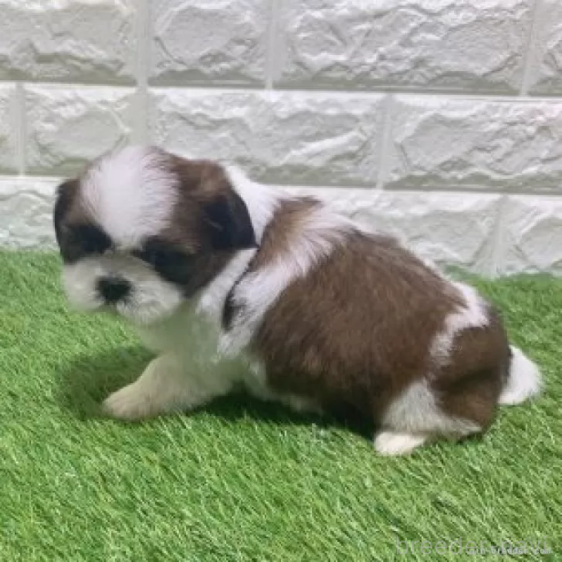 販売中の愛知県のシーズー-452090の4枚目