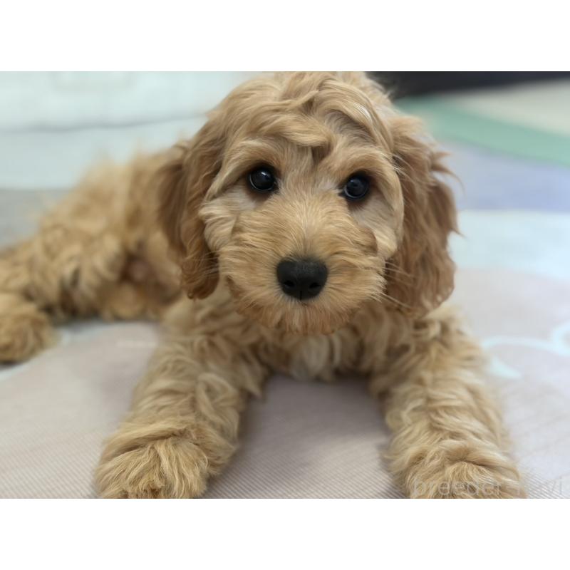 販売中の福岡県のキャバプー:キャバリア×トイプードル-431069の13枚目