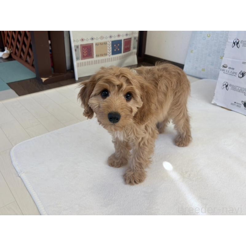 販売中の福岡県のキャバプー:キャバリア×トイプードル-431069の12枚目