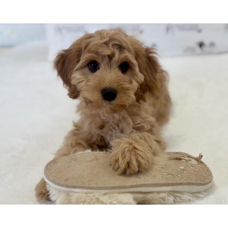 販売中の福岡県のキャバプー:キャバリア×トイプードル-431069の11枚目