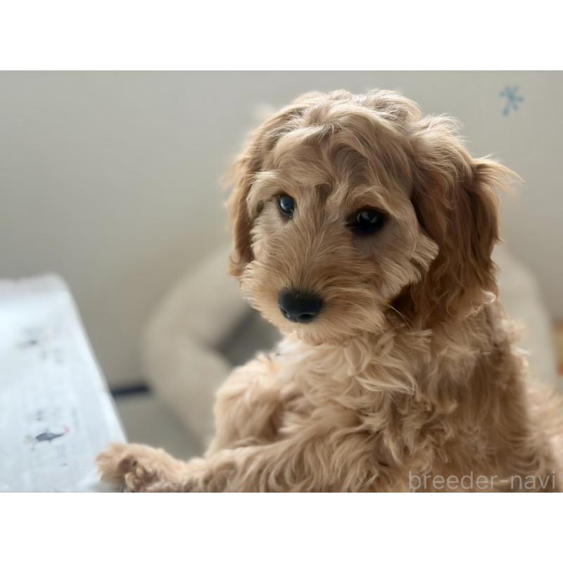 販売中の福岡県のキャバプー:キャバリア×トイプードル-431069の10枚目