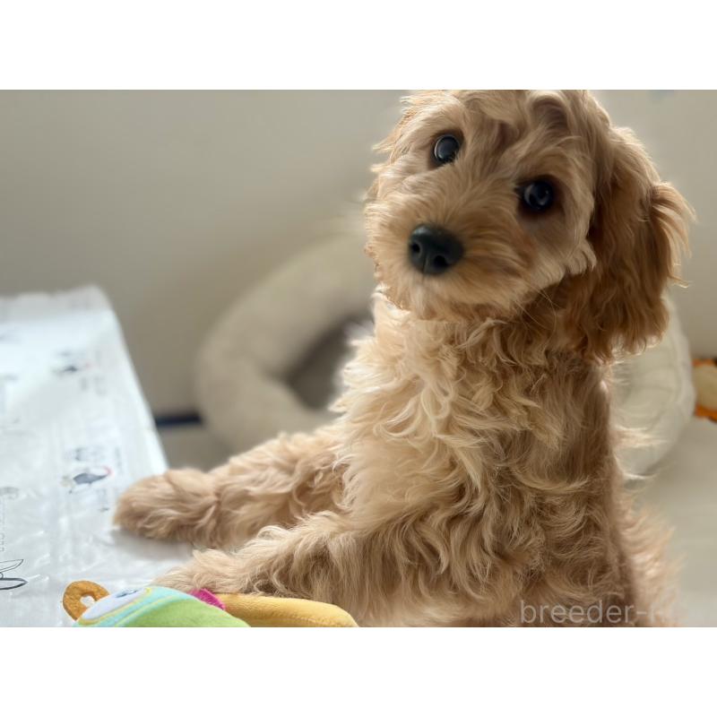 販売中の福岡県のキャバプー:キャバリア×トイプードル-431069の9枚目