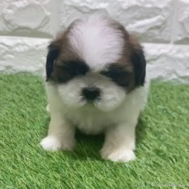 販売中の愛知県のシーズー-452090の2枚目