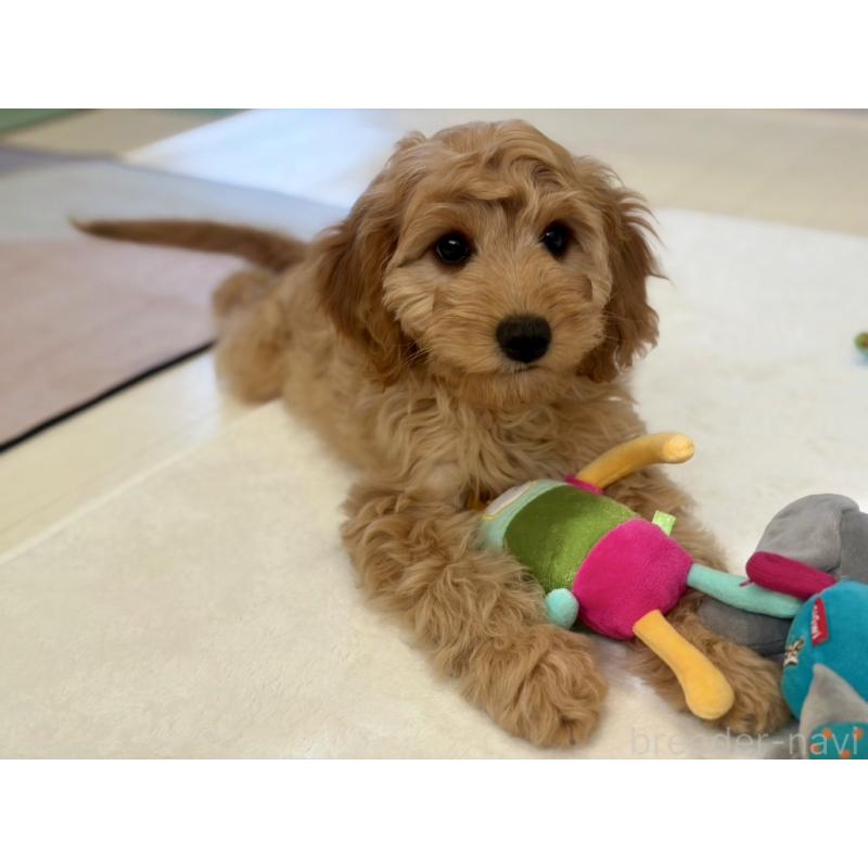 販売中の福岡県のキャバプー:キャバリア×トイプードル-431069の8枚目