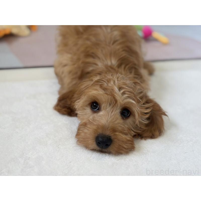 販売中の福岡県のキャバプー:キャバリア×トイプードル-431063の11枚目